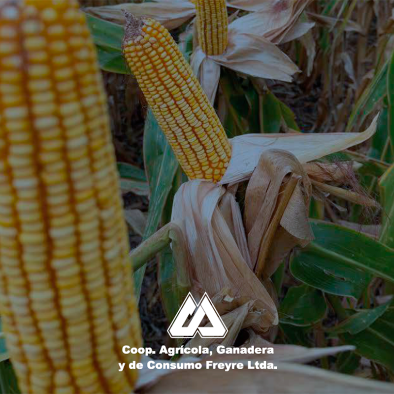 Maiz 2025